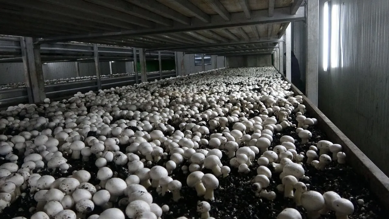 Mantar Üretim Tesislerine %70’e Kadar Hibe İmkânı