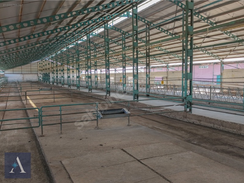 ALP ASİSTANLIK'TAN AVRUPA STANDARTLARINA UYGUN SATILIK ÇİFTLİK - 8. küçük görsel