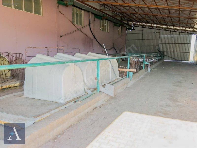 ALP ASİSTANLIK'TAN AVRUPA STANDARTLARINA UYGUN SATILIK ÇİFTLİK - 14. küçük görsel